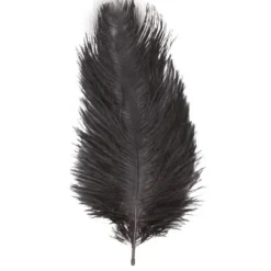 Badaboum 1 Plumes Autruche Noir 55-60 Cm