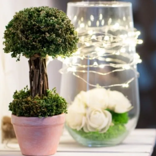 Badaboum Arbuste Vert Dans Pot