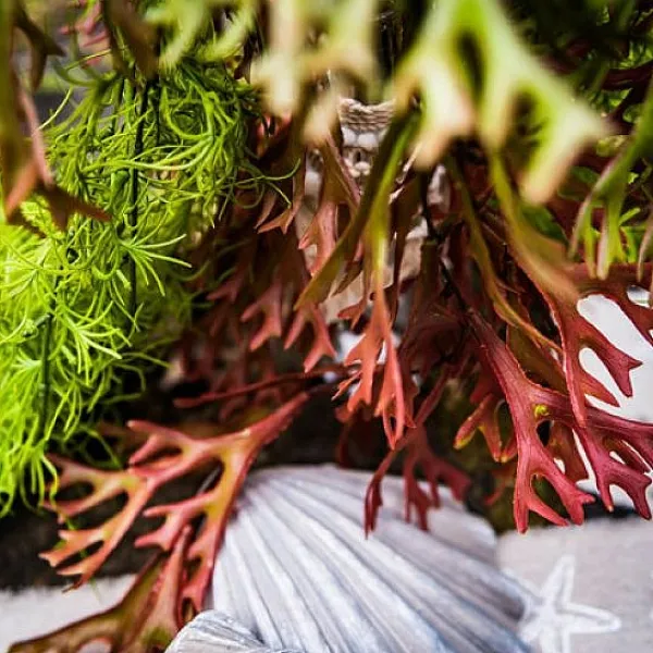 Badaboum Branche D'Algues Degrade Vert Et Rouge 80Cm Sale