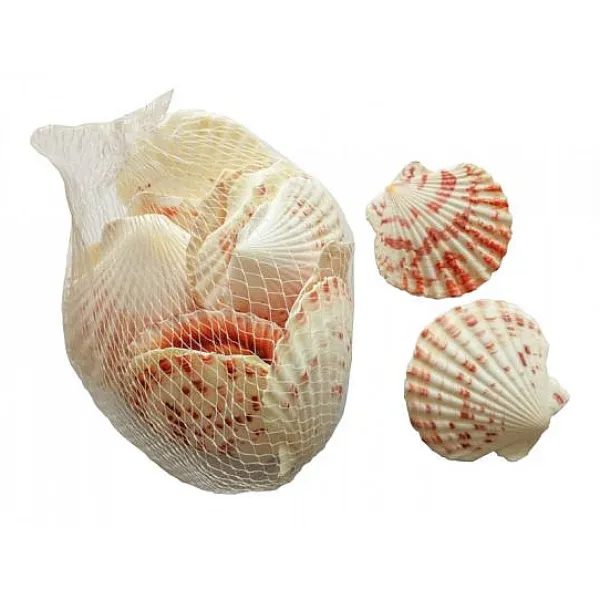 Badaboum Coquillage Saint Jacques X150 Gr