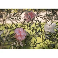 Badaboum Noeud Automatique Fleur Blanc X 5 Pi Ces Sale