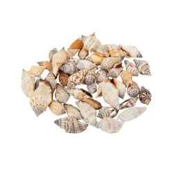 Badaboum Sachet De 100Gr De Coquillages Bigorneaux Online